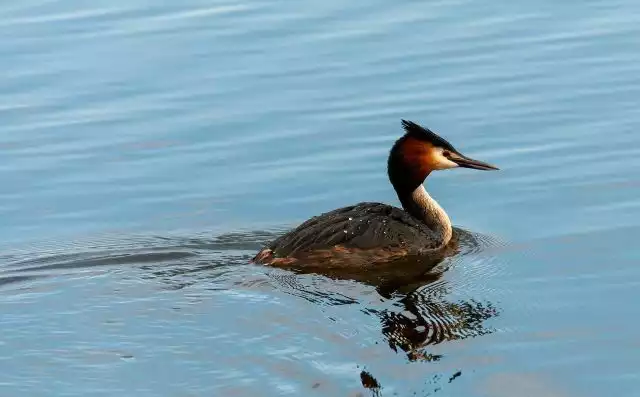 Understanding John James Audubon’s avian genius