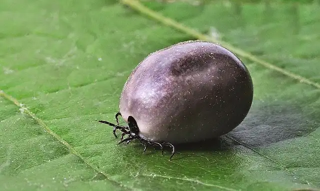 Dangerous Ticks: Identification & Alarming Encounters
