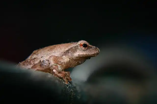 The Power & Peril of Lists: Frog and Toad’s Checklist to Digital Catalogues