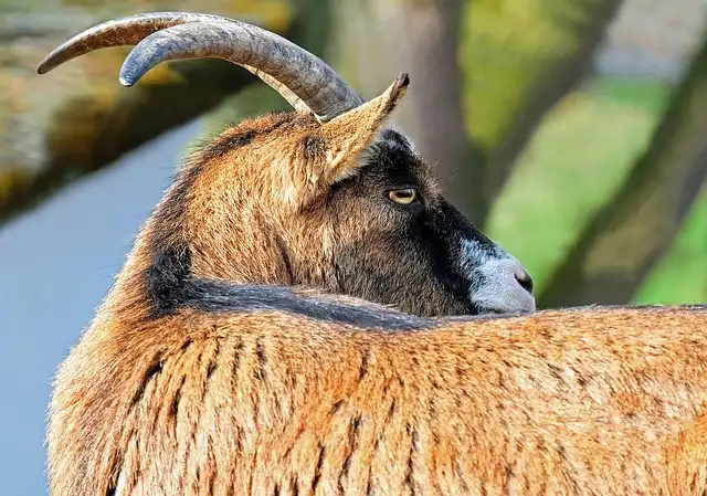Grazing Co-ops Combat California Wildfires with Livestock